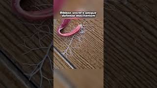 A ribbon worm’s unique attack