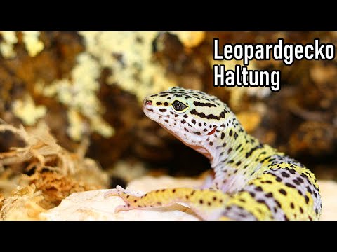 Leopardgecko Haltung || akinapets