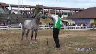 preview picture of video 'Caballos árabes en Silleda 2013  Campeonatos Junior'