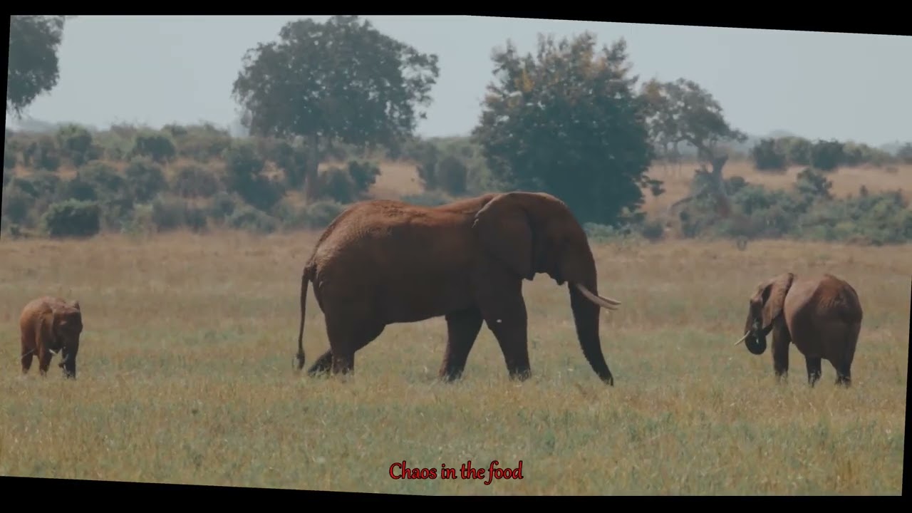 AI and Wildlife: The Hidden Dangers of Relying on Technology for Natures Secrets