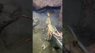 I catching seafood on the seafloor-P1026-1.#fishing #ocean #deepsea #nature #beach
