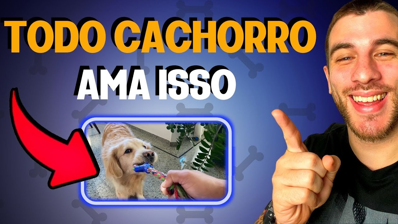 Como Gastar a Energia Do Seu Cachorro Dentro De Casa