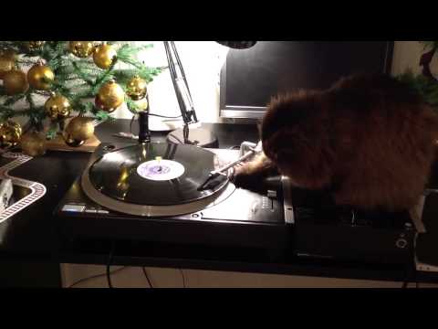 Cat playing with vinyl