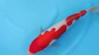 video van Kohaku 2404101