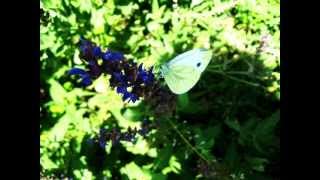 Gary B- eternally yours ( chill out )