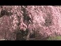 Capone Cherry Tree At Union Memorial