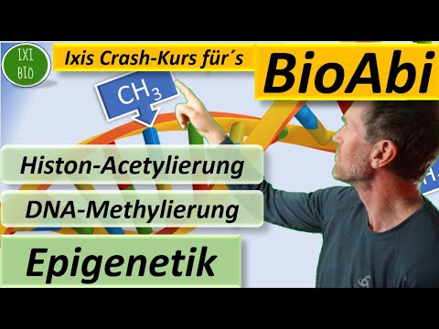 Epigenetik - Histon-Acetylierung und DNA-Methylierung detailliert und mit Anwendungsaufgabe BioAbi