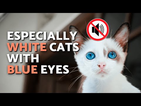 Are ALL WHITE CATS DEAF? 🐈👂🏻❌ (Deafness in White Cats Explained)