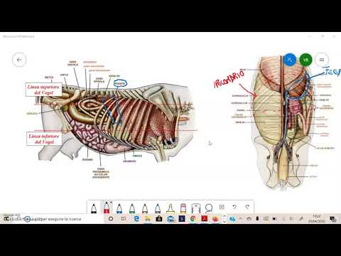 Anatomia fegato