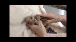 Sloth Deformities