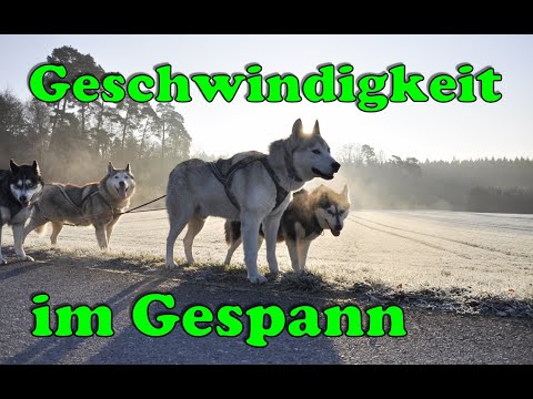 Welche Geschwindigkeit beim Gespann Training / Zughundesport / Nature Trails