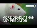 The Deadliest Animals In Human History Weren T What You Think Full Documentary