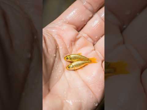 Small To Big Animal Transformation!