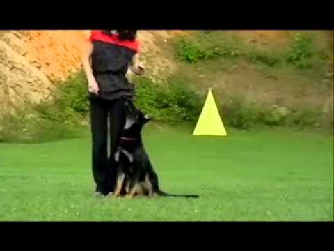 Cerry Z údolí Úpy - obedience and defence