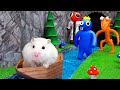 If My Hamster Was In Rainbow Friends Maze With Blue, Orange, Red Monster