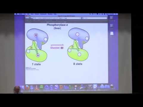 Kevin Ahern's Bite-Sized Biochemistry #25 - Glycogen Metabolism