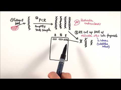 A2 Biology - DNA profiling (OCR A Chapter 21.1)