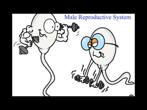 NAU Bio 202 Lab 10 - Male Reproduction