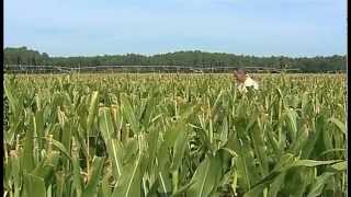 preview picture of video 'Ferme Darrigade - Soustons - Landes'