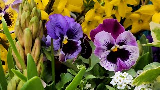 Colorful Spring Garden Containers