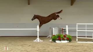 Video od VDL Quickthago