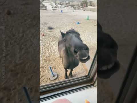 Watch This This horse is the next great fetching champion! @cristy vandenhende @horsen