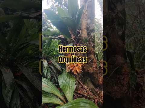 Hermosas Orquídeas. | San Ignacio - Cajamarca - Perú