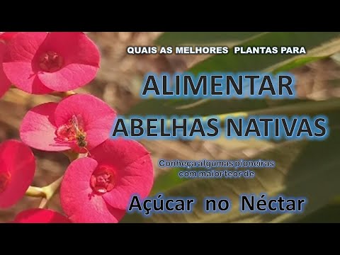 , title : 'QUAL A MELHOR PLANTA PARA ALIMENTAR ABELHAS NATIVAS SEM FERRÃO?  4 pioneiras com + Açúcar no Néctar'