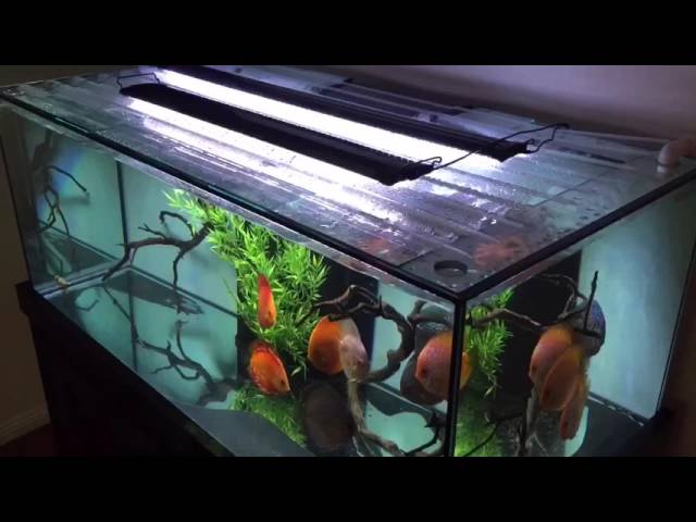 Unboxing new LED light 48" for my Discus tank