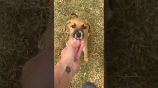 Video preview image #1 Mutt Puppy For Sale in Stephens City, VA, USA