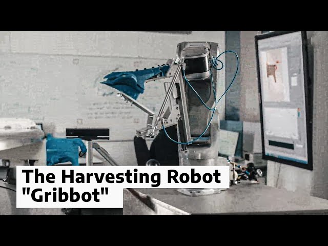 The robot "Gribbot" is harvesting chicken-filet, automatically.