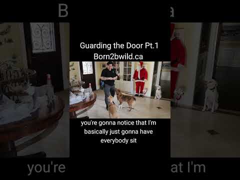 Born2BWild.ca Canine Behaviourist Toronto video.
