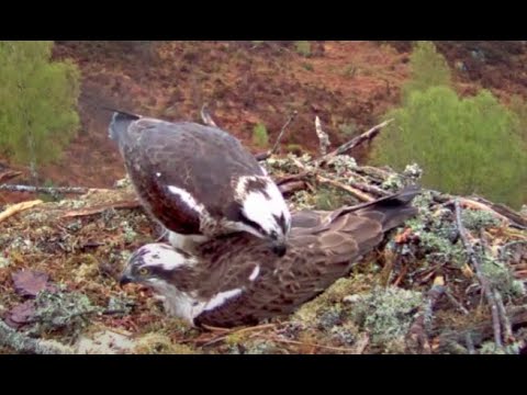 You little plucker! Aila the Loch Arkaig Osprey's drastic action to make Louis move 30 Apr2020