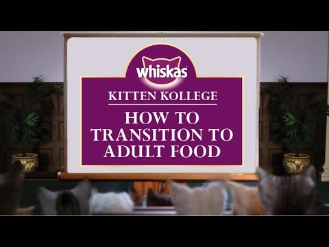 Weaning Kittens - How To Transition Kittens To Adult Cat Food : Kitten Kollege
