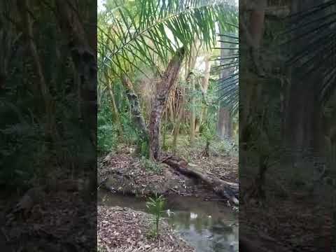 Chácara 2 hectares em Bodoquena/MS – Rio Campina, 2 córregos, acesso asfaltado