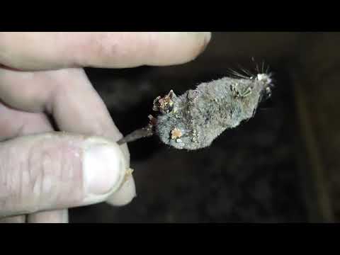 Пчеловодство.Враги пчёл. Нашел убийцу пчёл. #Враги_пчёл  #Пчеловодство