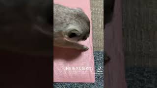 一瞬でゴミと化した。미어캣(meerkat)#shorts