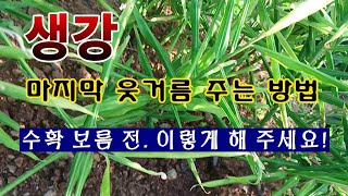 [텃밭농부 1,726]  생강에 마지막 웃거름 주는 방법. #생강재배