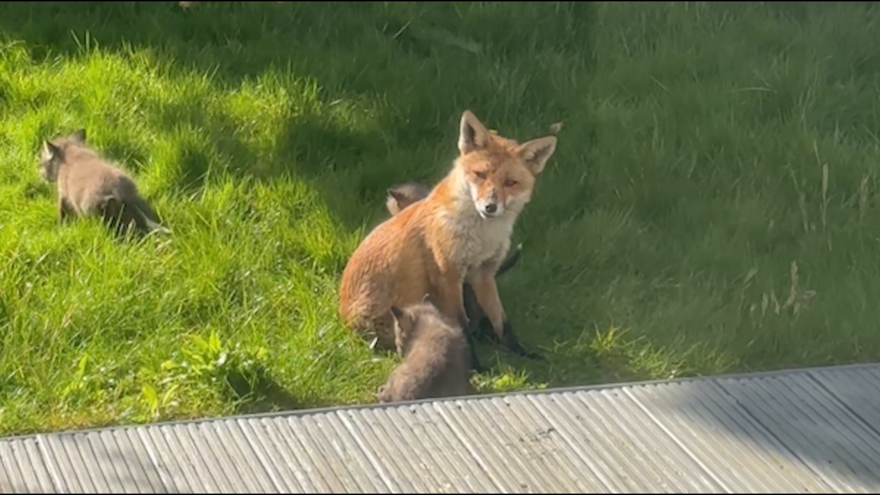 Fox Family Makes Home in London Garden || ViralHog