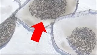 Scientists Can&#39;t Explain Why These Reindeer Are Moving In Circle Formation