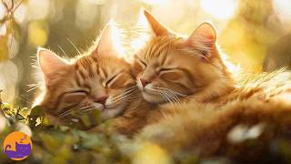 15 HOURS OF CAT SLEEP MUSIC 🎵🐱 Natural Calming Relief Music 🎻