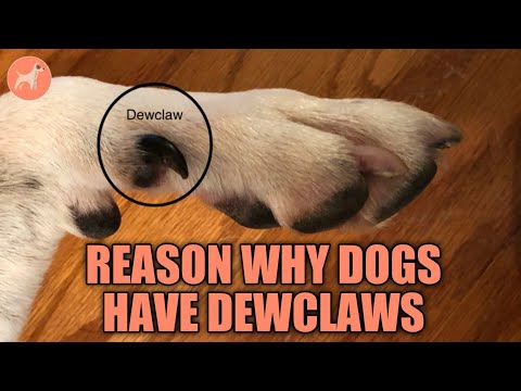 Why Do Dogs Have Dewclaws? The Reasons & More