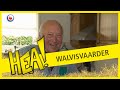 HEA! Walvisvaarder Willem