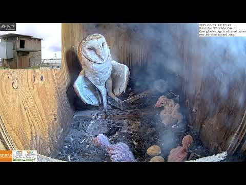 Watch This Amazing Barn Owl With Her Adorable Trio Of Nestlings!