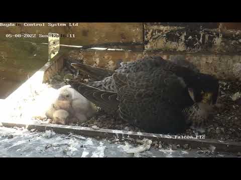 8 May 2022 - Musical Chicks