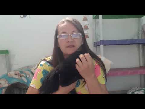 Hotel para Gatos Hotel para Gatos