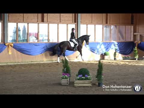 Don Hohentanzer - Wallach - 2009 geboren (Don Schufro x Hohenstein)
