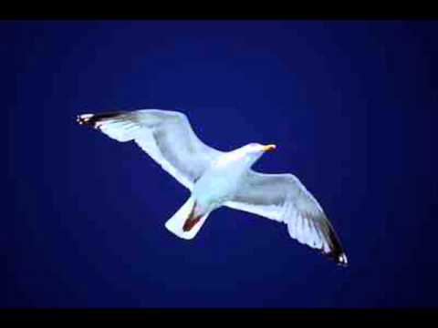 los bohemios de garupa (gaviota )