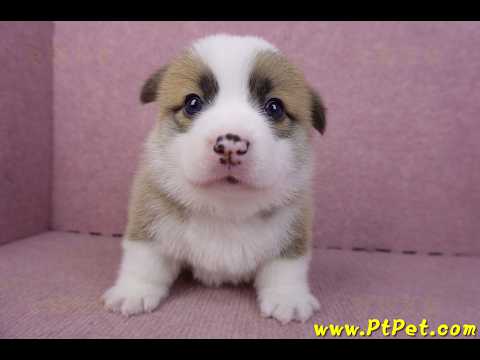 02/11雙色柯基犬公幼犬