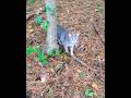 Beautiful Gray Tabby With Cutest Meow Shorts